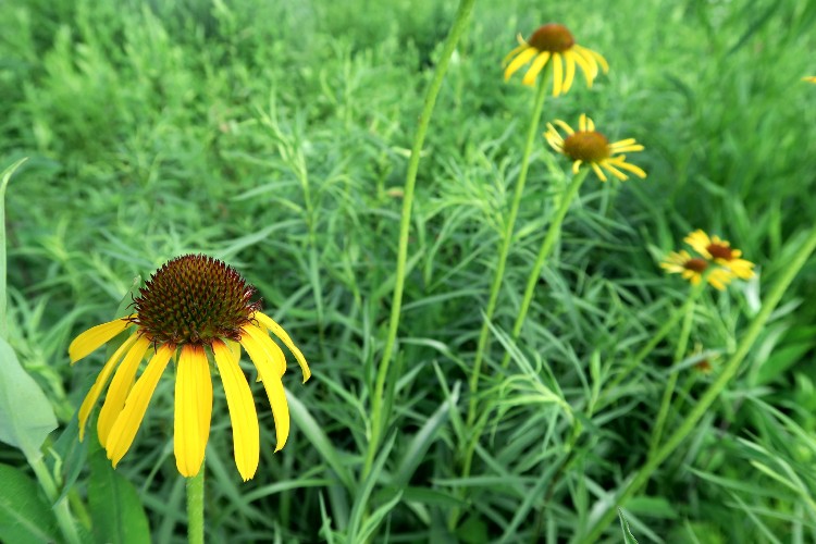 ECHINACEA PARADOXA