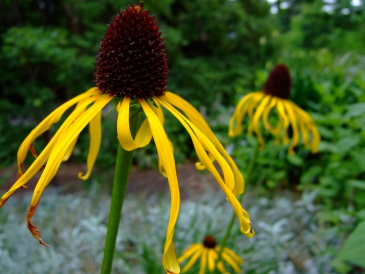 ECHINACEA PARADOXA