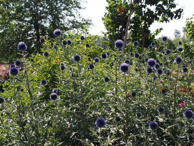 ECHINOPS RITRO BLUE GLOBE