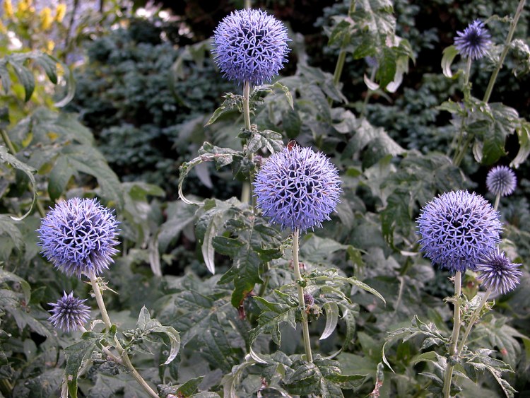 ECHINOPS RITRO BLUE GLOBE