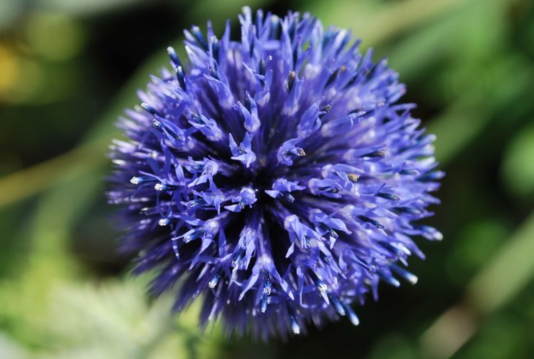 ECHINOPS RITRO BLUE GLOBE