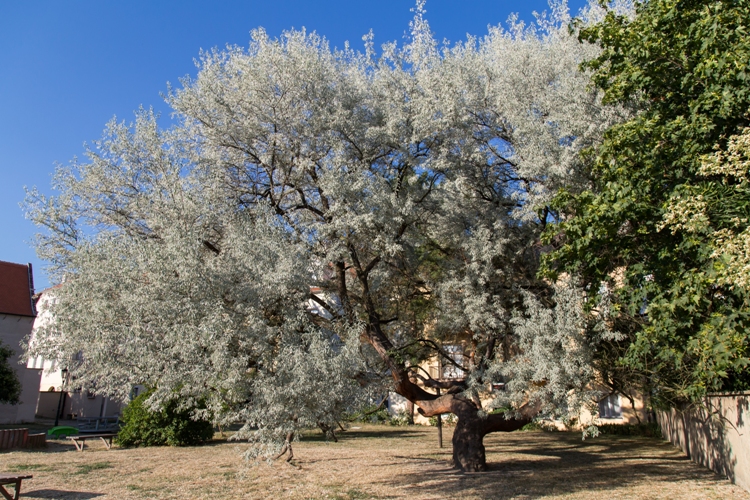 ELAEAGNUS ANGUSTIFOLIA CASPICA