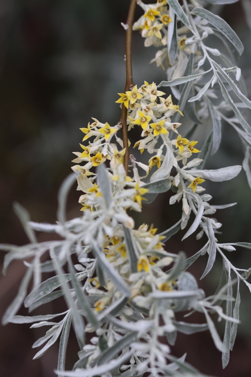ELAEAGNUS ANGUSTIFOLIA CASPICA