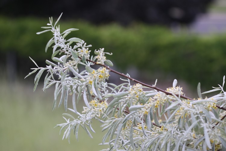 ELAEAGNUS ANGUSTIFOLIA CASPICA