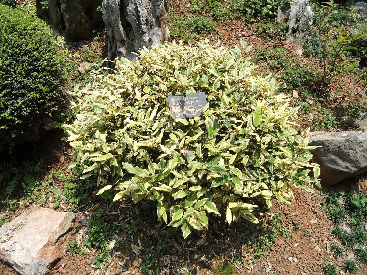 ELAEAGNUS PUNGENS MACULATA AUREA