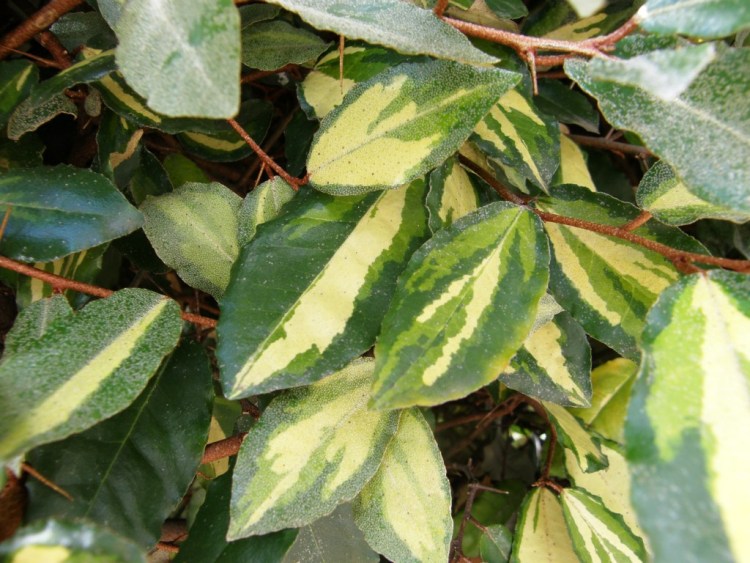 ELAEAGNUS PUNGENS MACULATA AUREA