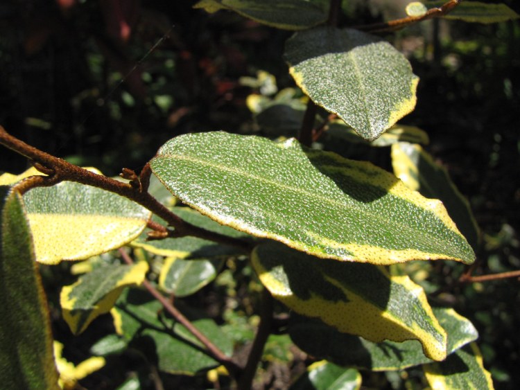 ELAEAGNUS PUNGENS MACULATA AUREA
