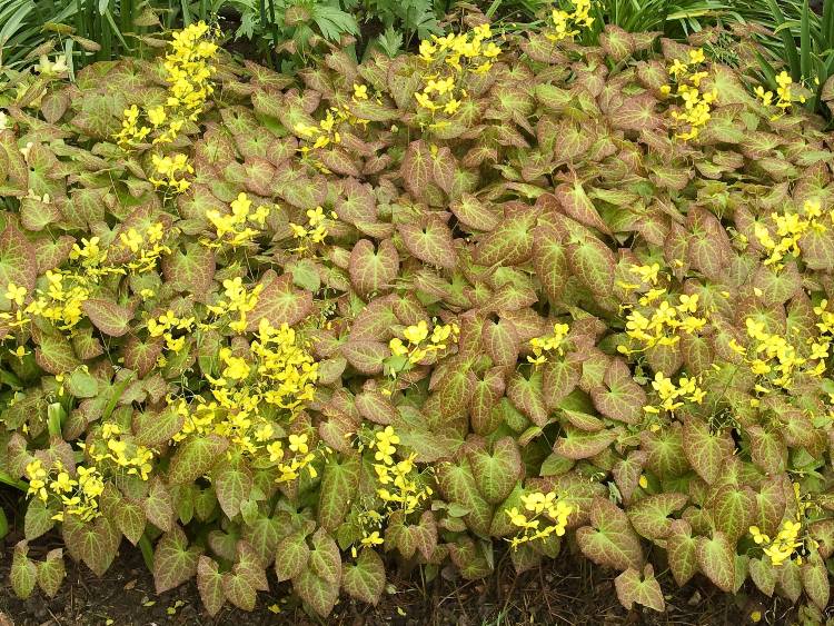 EPIMEDIUM PERRALCHICUM FROHNLEITEN