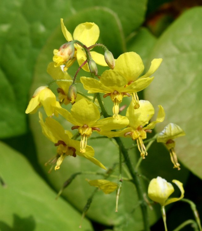 EPIMEDIUM PERRALCHICUM FROHNLEITEN