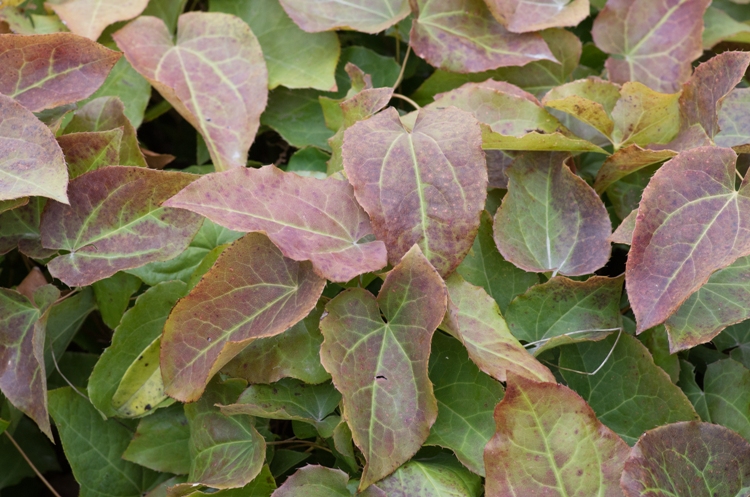 EPIMEDIUM PERRALCHICUM FROHNLEITEN