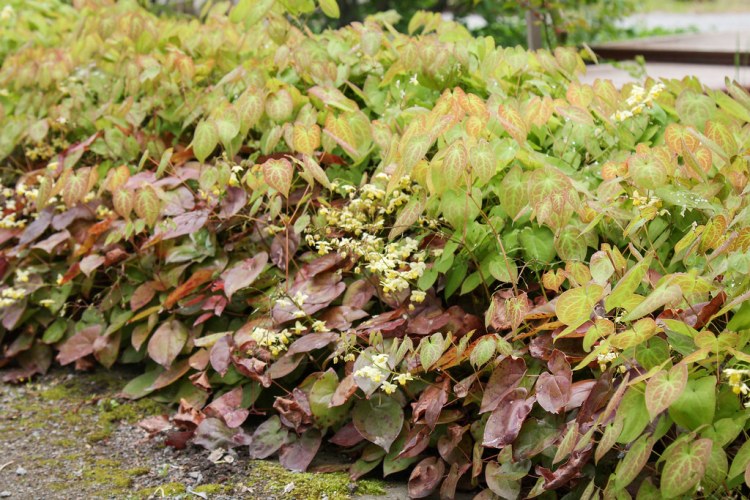 EPIMEDIUM VERSICOLOR SULPHUREUM
