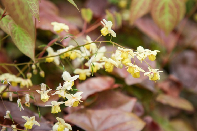 EPIMEDIUM VERSICOLOR SULPHUREUM