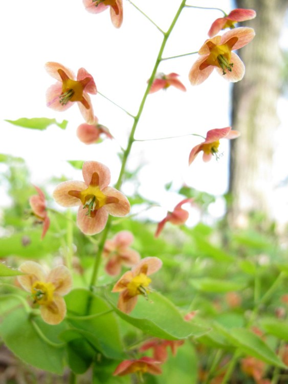 EPIMEDIUM WARLEYENSE