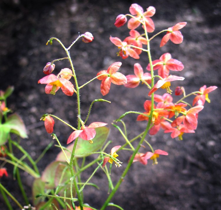 EPIMEDIUM WARLEYENSE