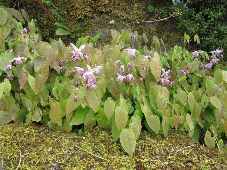 EPIMEDIUM YOUNGIANUM ROSEUM