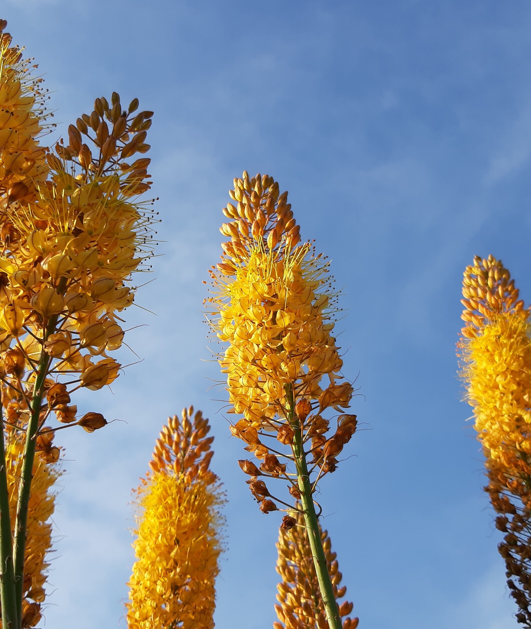 EREMURUS STENOPHYLLUS (BUNGEI)