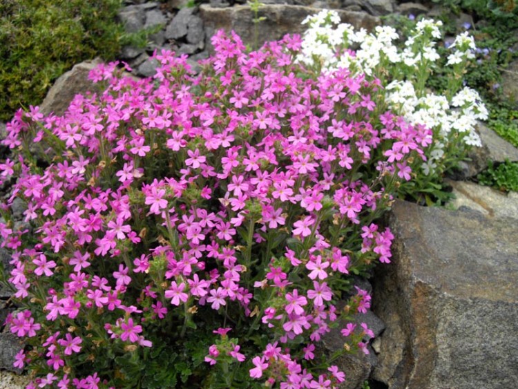 ERINUS ALPINUS DR. HÄHNLE