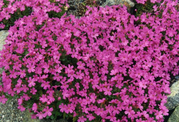 ERINUS ALPINUS DR. HÄHNLE