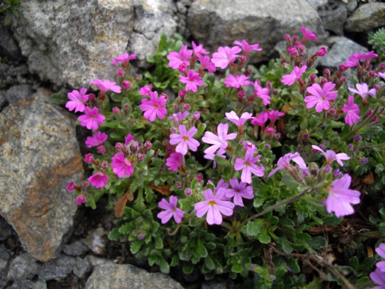 ERINUS ALPINUS DR. HÄHNLE