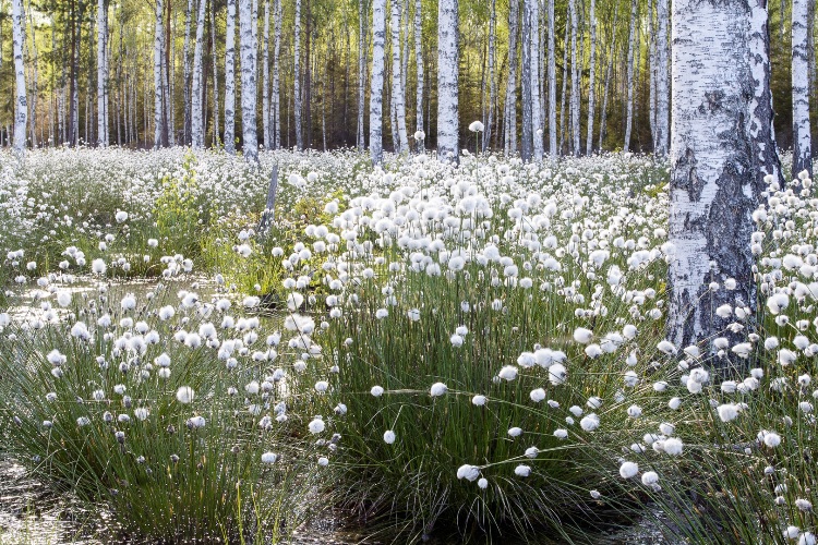 ERIOPHORUM VAGINATUM