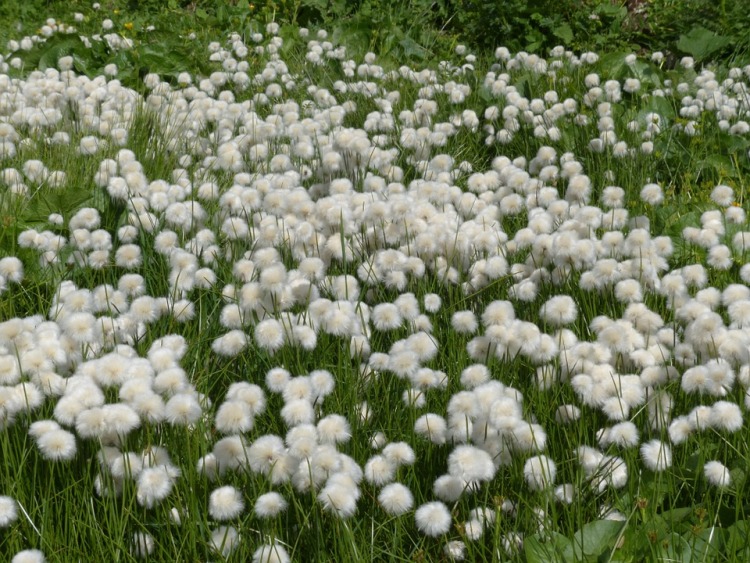 ERIOPHORUM VAGINATUM
