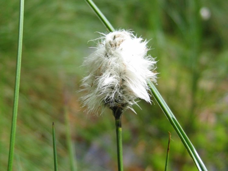 ERIOPHORUM VAGINATUM