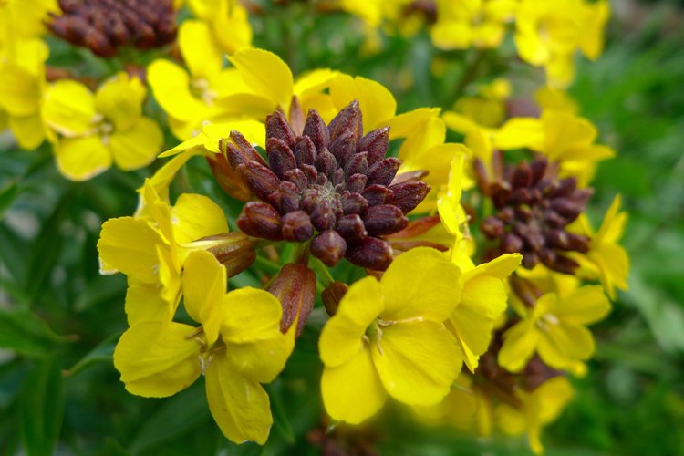 ERYSIMUM HYBRIDUM YELLOW BIRD