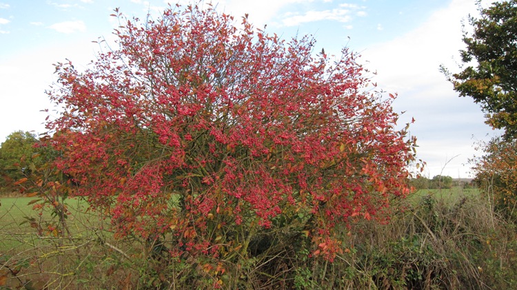 EUONYMUS EUROPAEUS