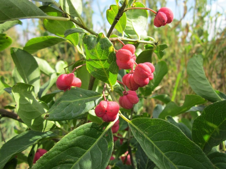 EUONYMUS EUROPAEUS