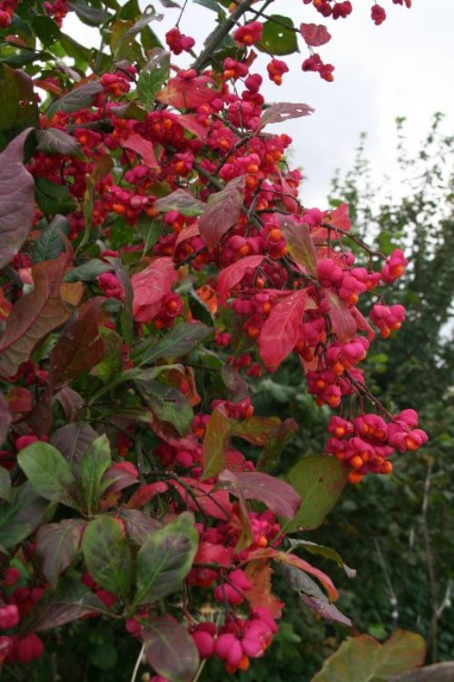 EUONYMUS EUROPAEUS