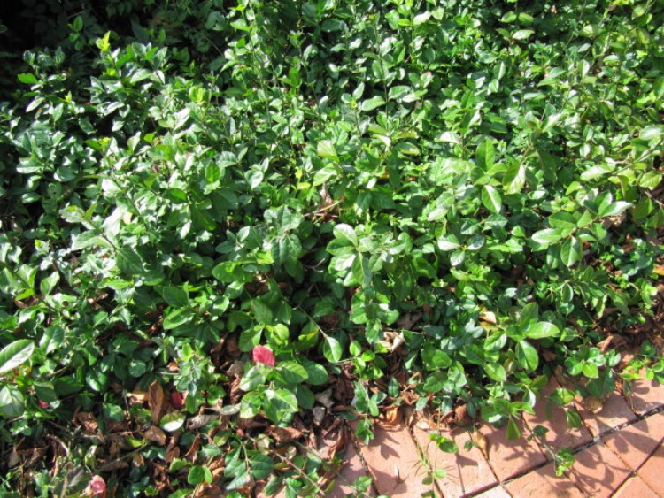 EUONYMUS FORTUNEI COLORATUS