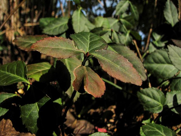 EUONYMUS FORTUNEI COLORATUS