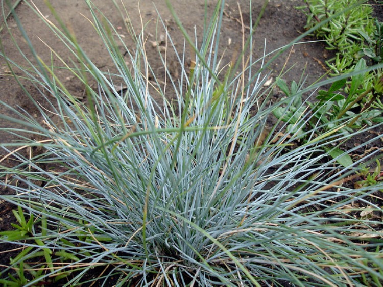 FESTUCA GLAUCA ELIJAH BLUE