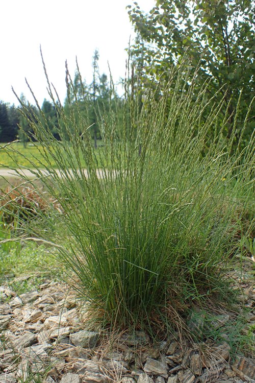 FESTUCA OVINA