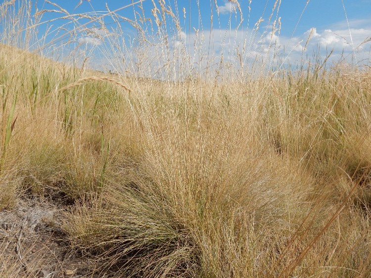FESTUCA OVINA