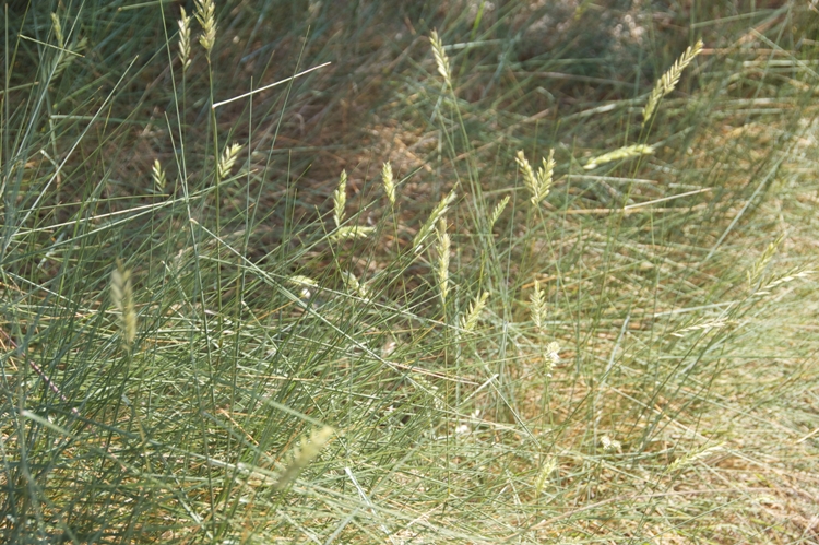 FESTUCA OVINA