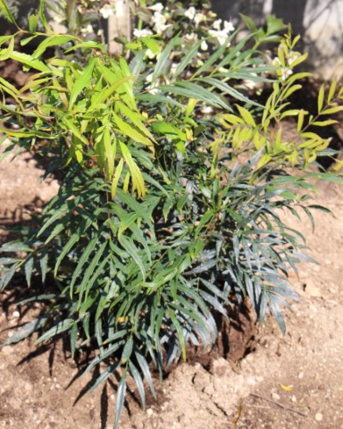 MAHONIA CONFUSA NARI HIRA