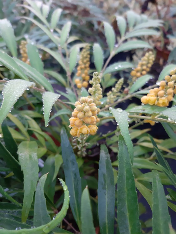 MAHONIA CONFUSA NARI HIRA