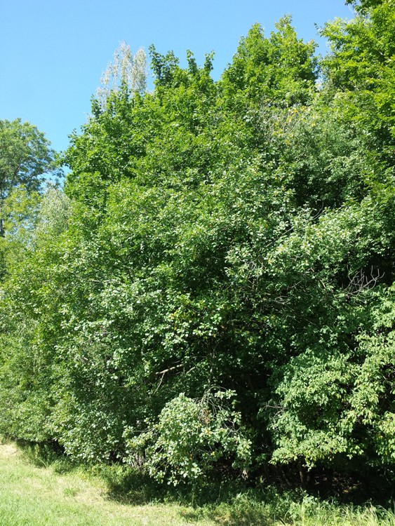 FRANGULA ALNUS