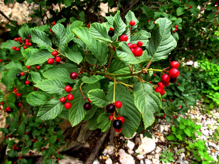FRANGULA ALNUS