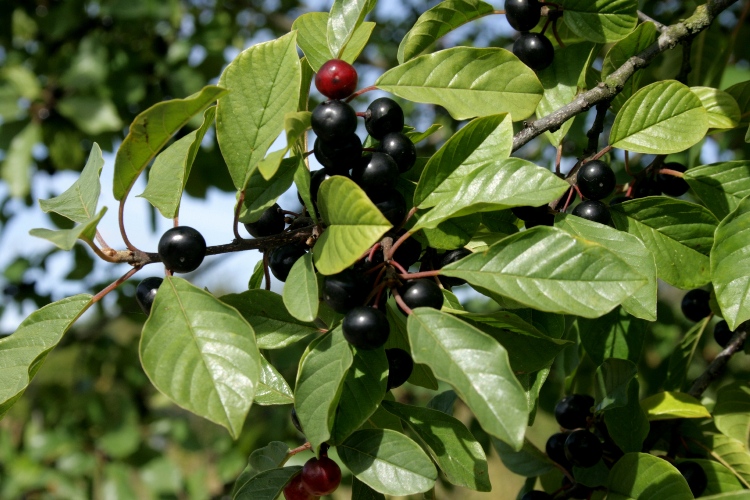 FRANGULA ALNUS