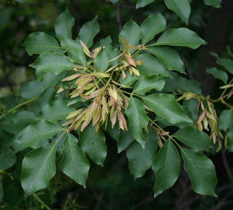 FRAXINUS ORNUS MECZEK