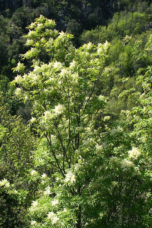 FRAXINUS ORNUS OBELISK