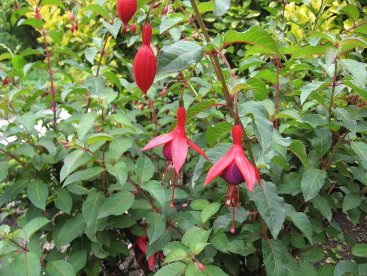 FUCHSIA MAGELLANICA