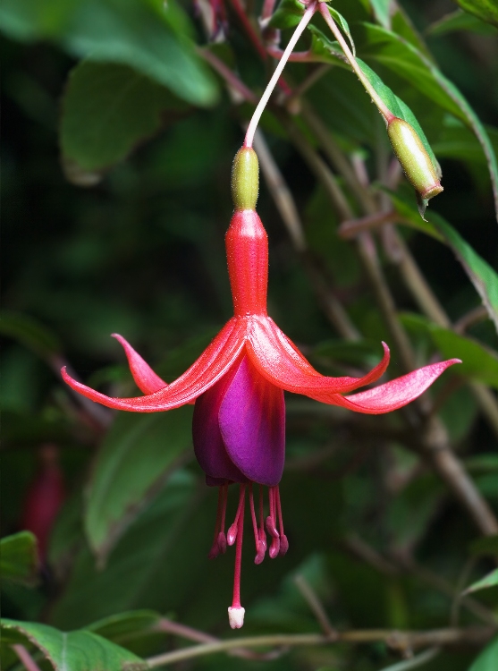 FUCHSIA MAGELLANICA