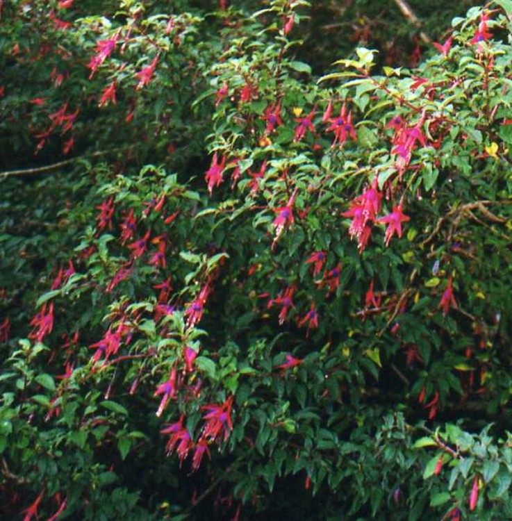 FUCHSIA MAGELLANICA