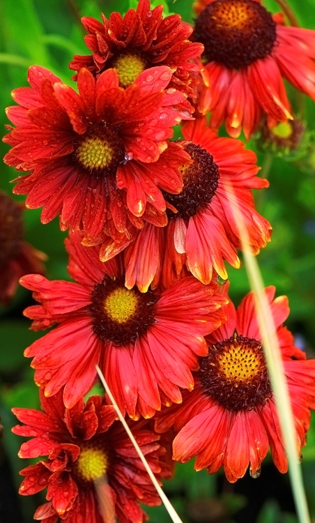GAILLARDIA ARISTATA BURGUNDER