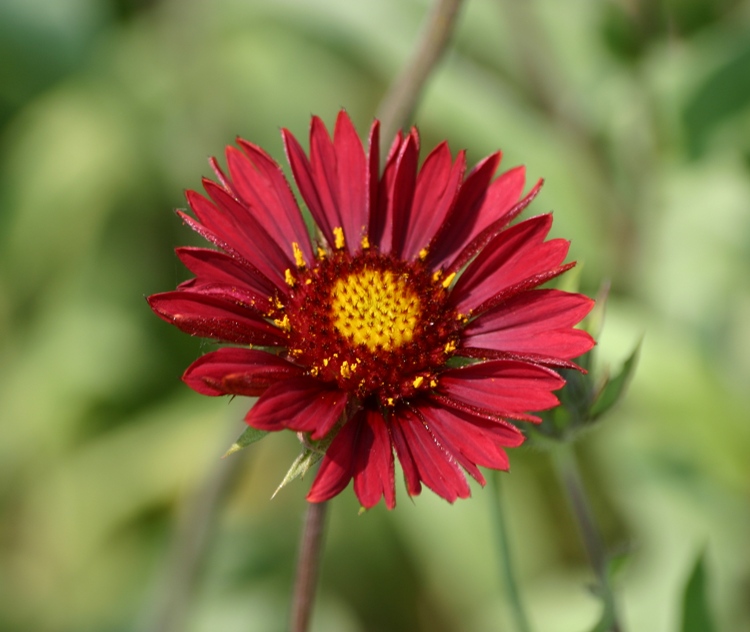 GAILLARDIA ARISTATA BURGUNDER