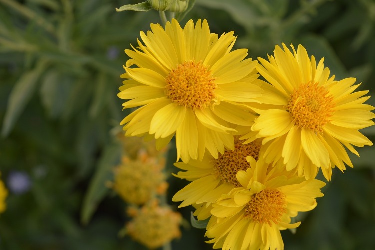 GAILLARDIA ARISTATA MAXIMA AUREA