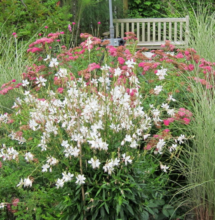 GAURA LINDHEIMERI MADONNA